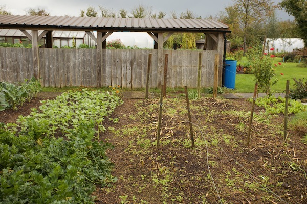 Same asparagus after cutting, now we see the mustard I sowed 20 days earlier, to left is celeriac