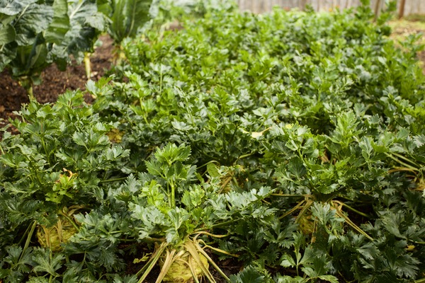 In late October, this Prinz celeriac has not been deleafed and the new leaves are sill strong