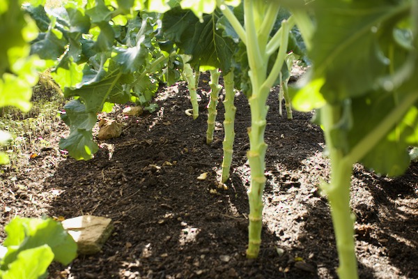 Tall stems of broccoli after removing lower and yellowing leaves