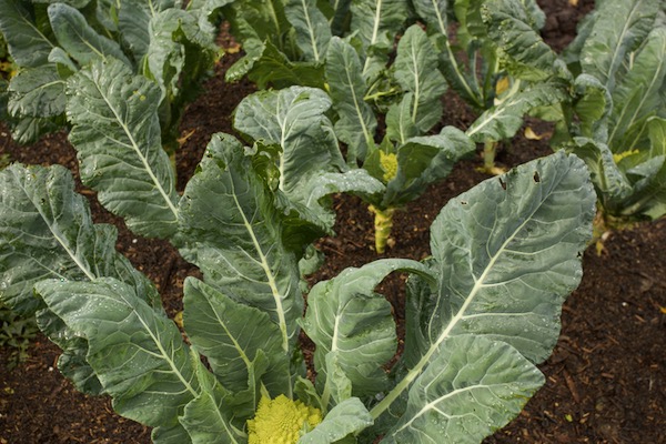 Romanesco shows spacing q close around 45cm 18in, hence smaller heads