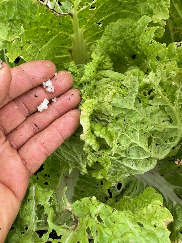 Slug eggs on a pest-attacked Chinese cabbage but its heart was fine