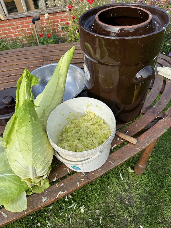 Making sauerkraut with Filderkraut no dig cabbages