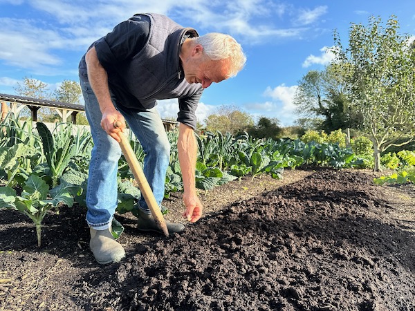 Making holes with a digger to sow broad beans, late October