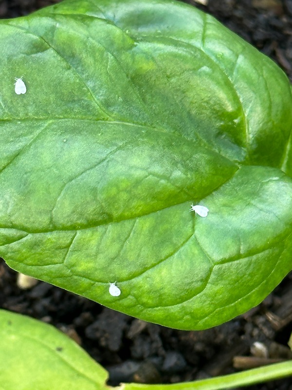 Brassica whiteflies on a leaf of spinach where they are harmless, they fell from cauliflower leaves above