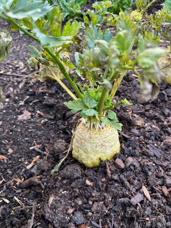Celeriac Porthos is susceptible to Septoria blight damage, hence the brown leaves
