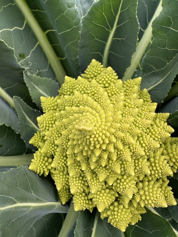 Romanesco cauliglower shows Fibonacci sequence of fractal geometry