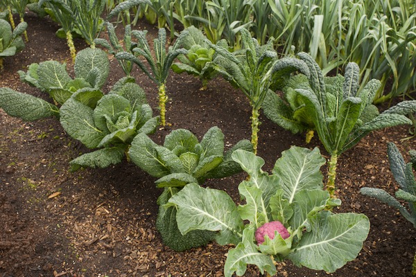 These cabbage, cauliflower and kale were all sown on the same day 21st June, for multiple harvests