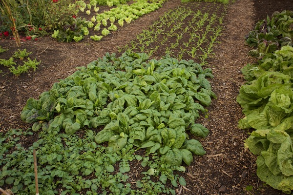 Land cress and spinach transplanted September and mizuna mid October, this is 28th October with no dig soil quality
