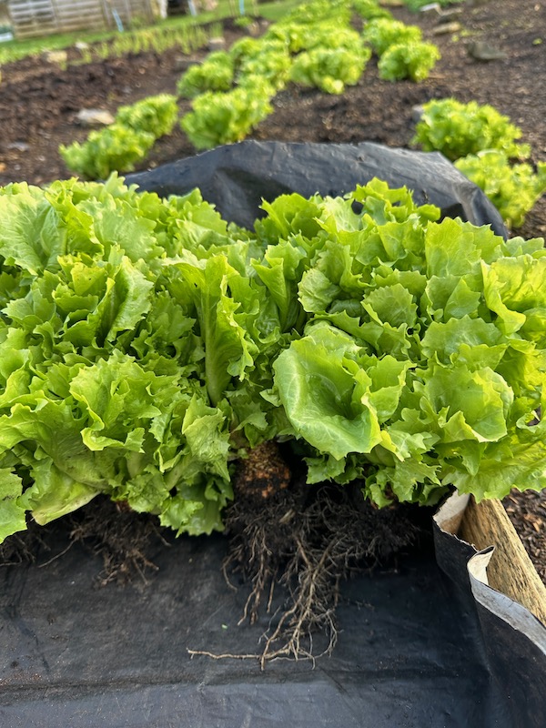 Endives pulled with some roots to store green
