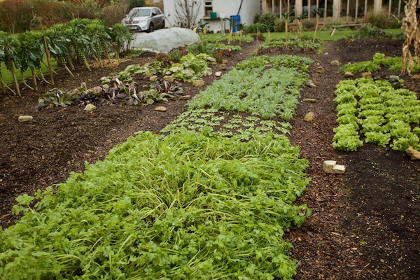 Sinapis alba mustard in front is dying after a -5C frost, garlic is there too!