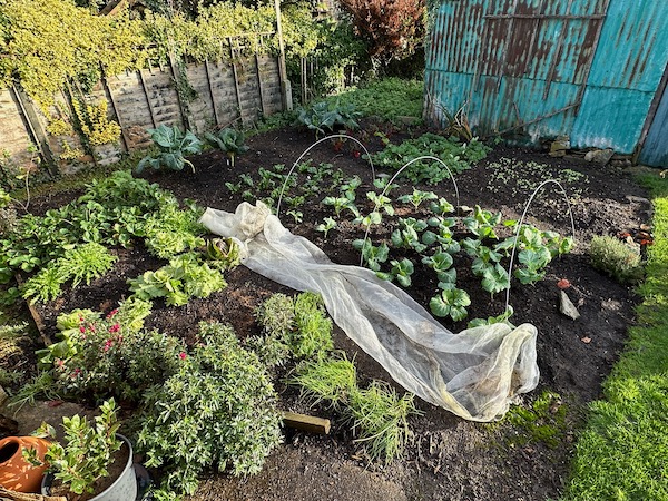 Small garden early December, lots still growing, slowly!