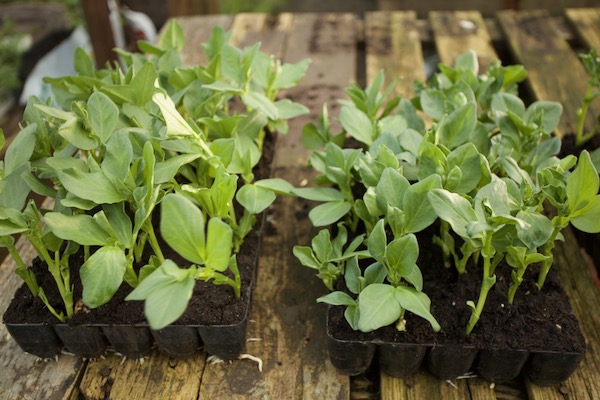 Trial of 2 potting composts and Pete's peat free did well
