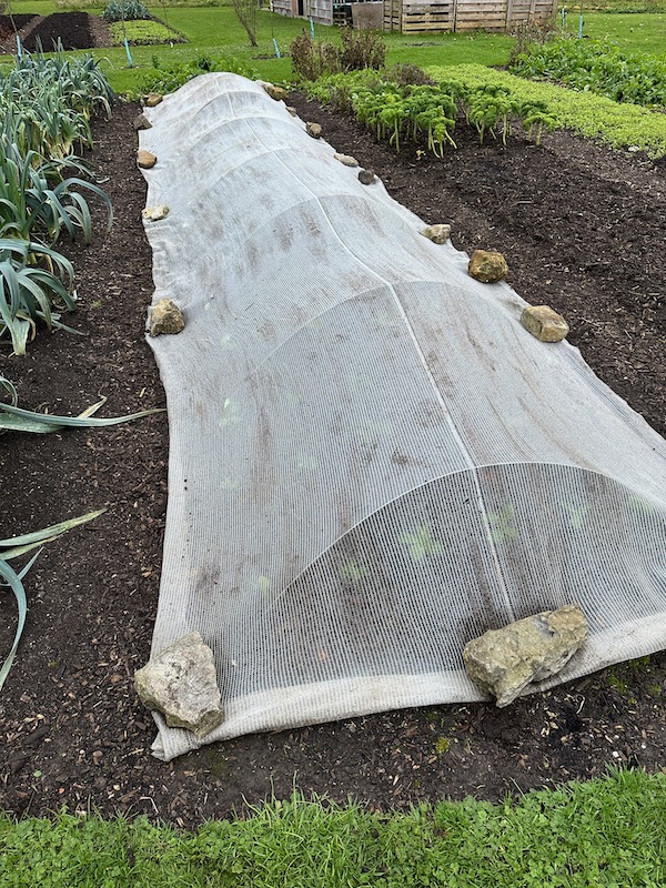 Winter cover on boad beans is thermacrop mesh, weather protection