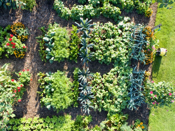 The trial beds in early autumn with dig bed bottom and no dig top, all second plantings.