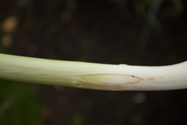 Allium leaf miner, a difficult pest