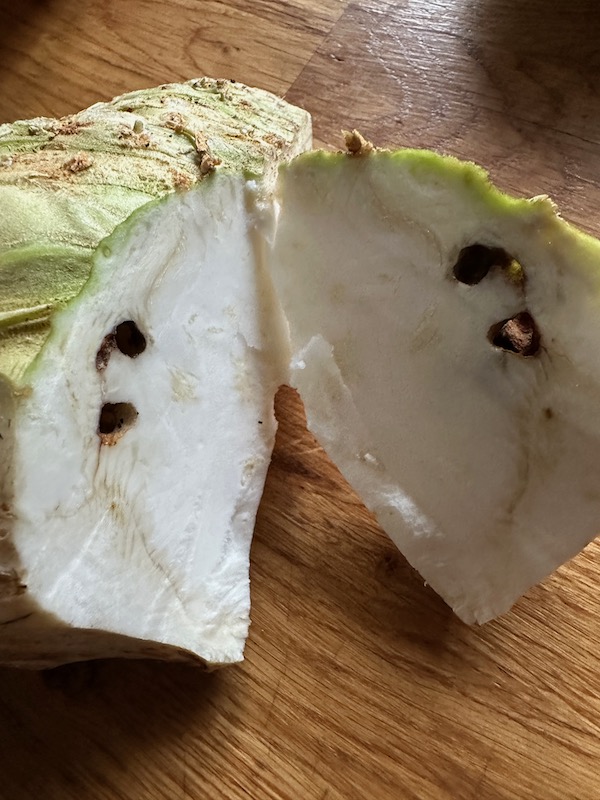 Woodlice, pillbug damage to celeriac
