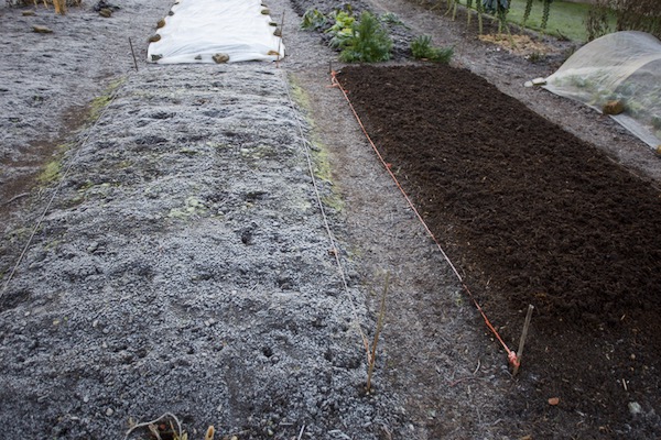 Trial beds after Adam spread two barrows 9 month old Dalek compost on no dig bed right