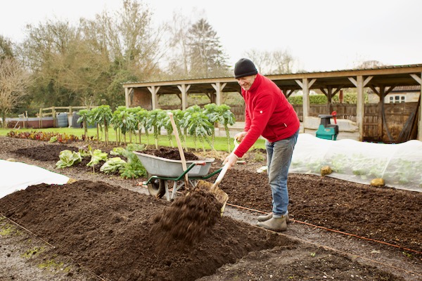 2 Dig bed of trial, I add the compost into each successive trench