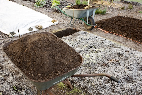 Dig bed, Trench of soil removed to wheelbarrow + 3 buckets also, now compost goes in the trench
