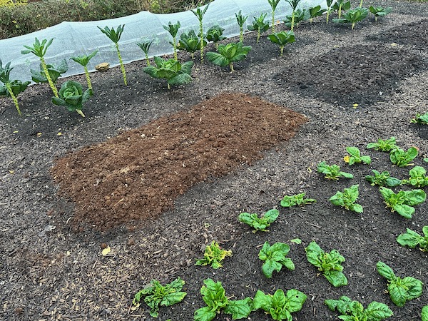 Trialling 18 month old compost from the shed toilet, a healthy light colourt from fungal decomposition