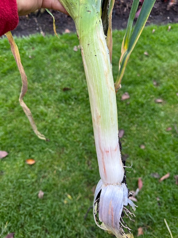 Typical damage to leek from Allium leaf miner, so you keep removing the outer eaten leaves