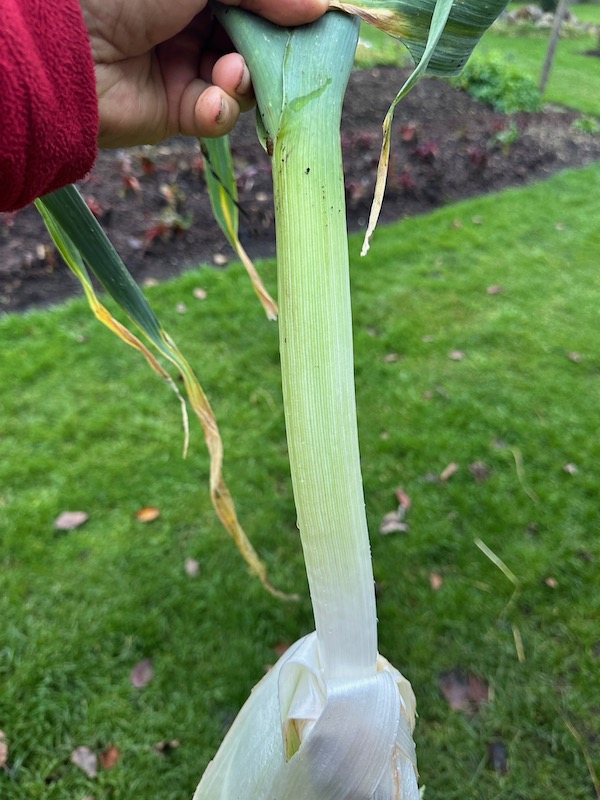 After peeling and this was mercifully quite intact, because any are eaten almost through to the middle esp.small ones