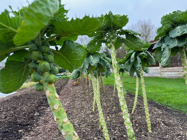 Brigitte F1 Brussels sprouts now 8 months old and still cropping, no dig Charles Dowding