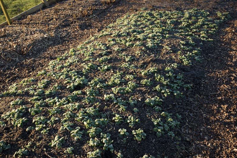 Lambs lettuce 15th January no dig, is fine in frost