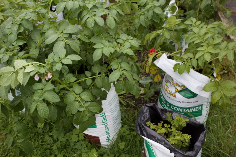 Sacks of potatoes with different compost
