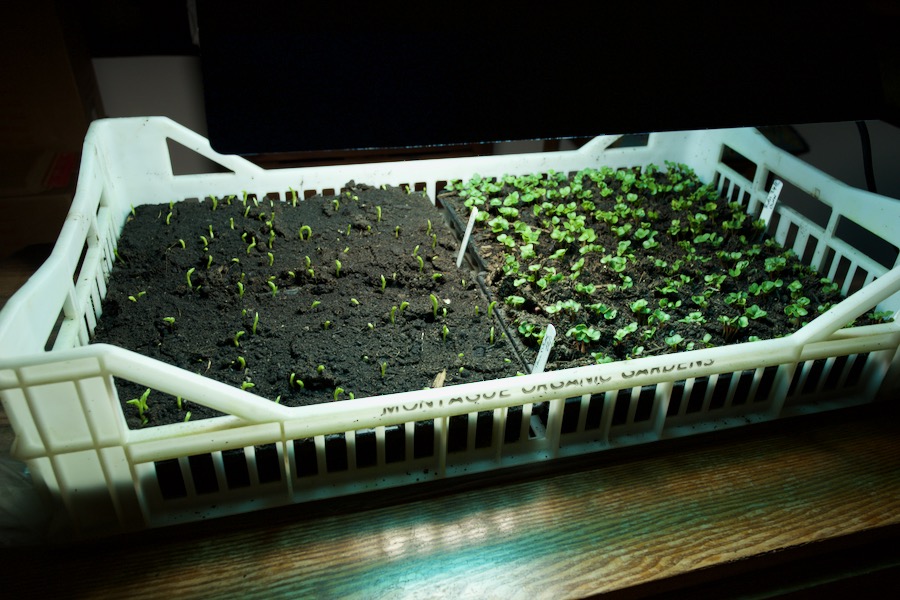 Peas for shoots sown 8 days earlier, radish sown 6 days ago as part of a compost trial.