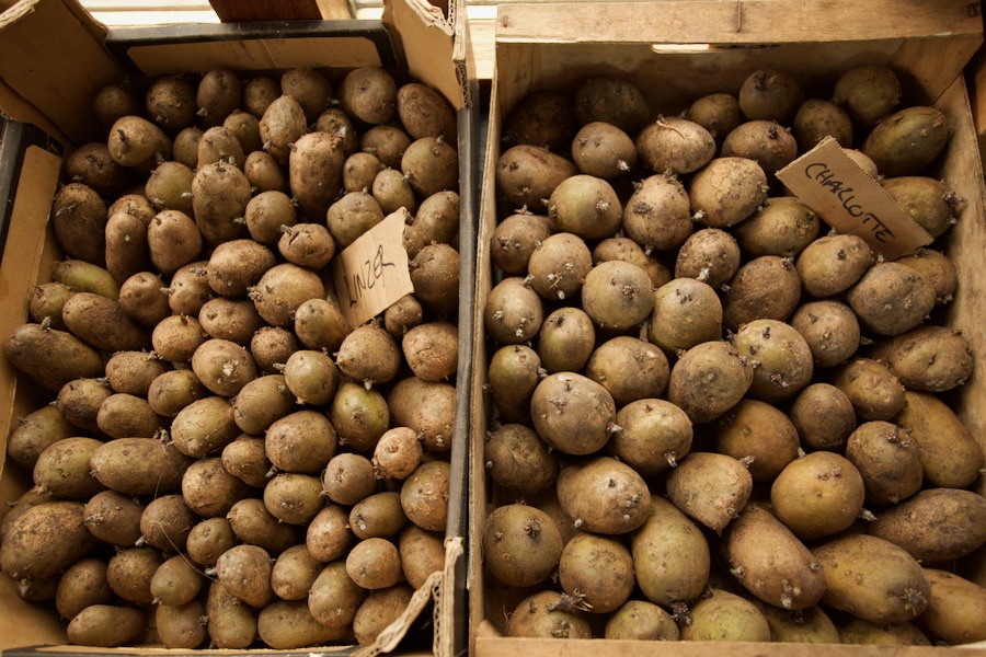 Selected potatoes from my 2023 harvest, one month by the window, for planting April