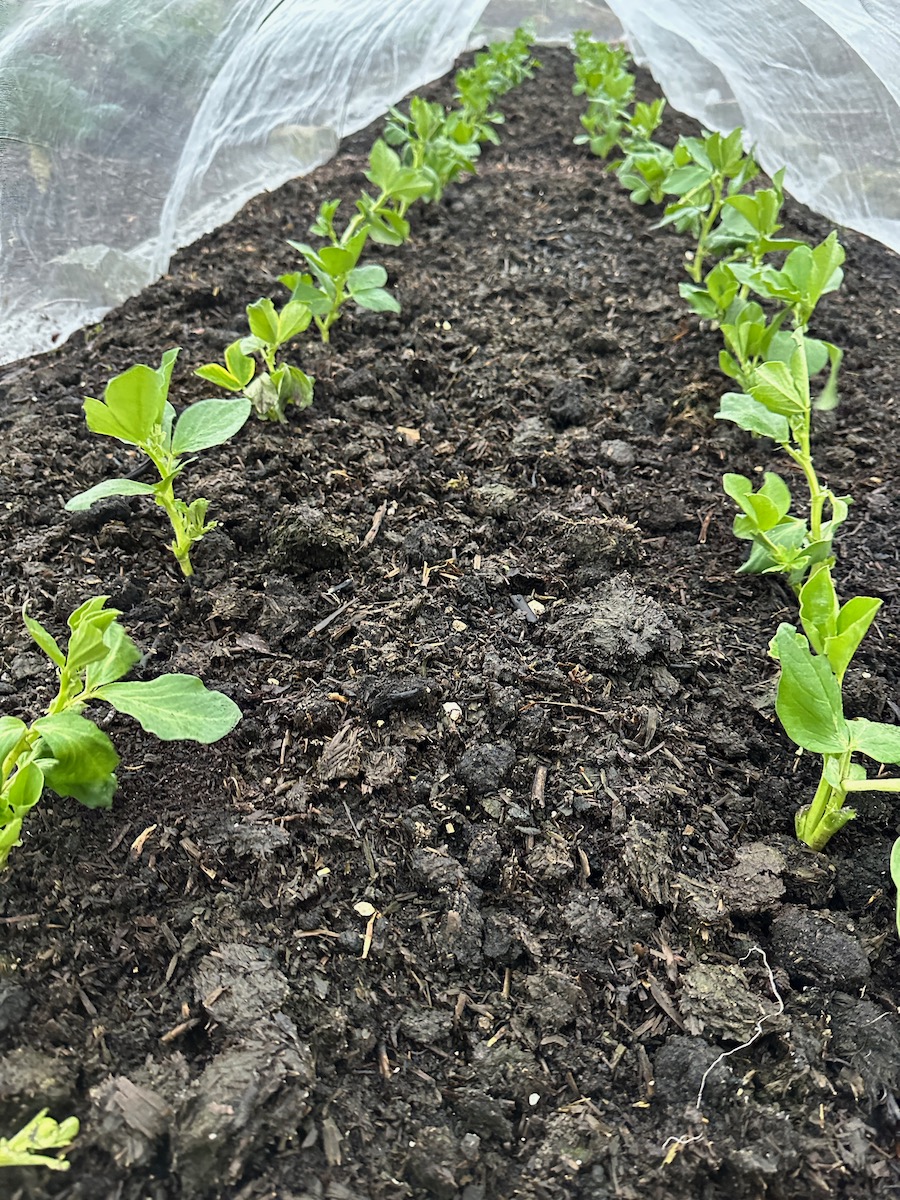 The same bean plants 2 days later after the frost has finished and temperatures are 8°C, 46°F in a no dig bed