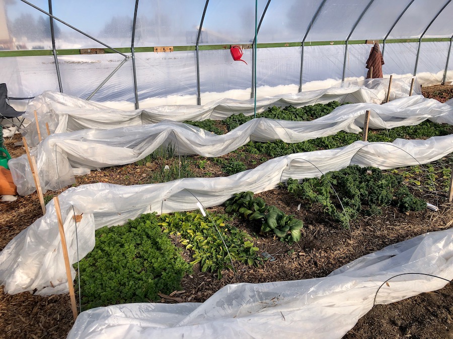 Cindy Connor's no dig greenhouse in Idaho after temperatures of -23°C -11°F! At least there is sun by day and plants are surviving well