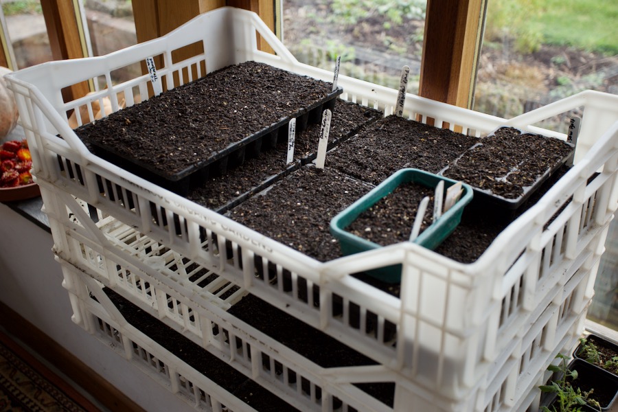 These trays are all sown with different seeds and are stacked in my conservatory (20th Feb. 2023) where night temperatures average 13°C/55°F, compared to 5°C/41°F in the greenhouse