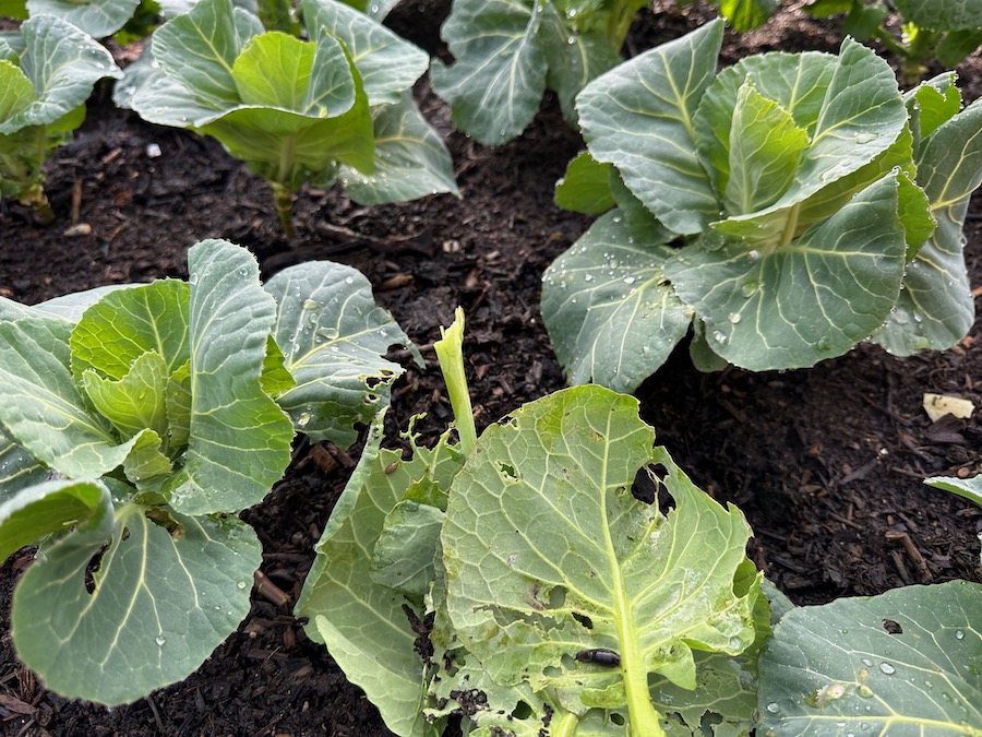 These lower and older leaves are not working for the plants any more, so the plant releases its resistance to pest and disease damage, slugs in this case