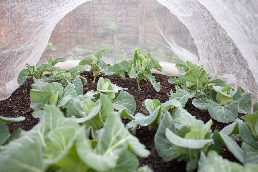 Cabbage near end and cauliflower far end. They have been under this cover since we transplanted them in late September, from sowing in late August. The cabbage should crop by April and the cauliflower in May.