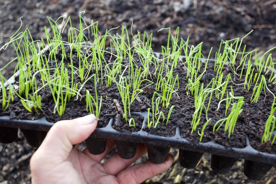 Multisown onions 17 days since sown, germinated in the house for one week, CD60 tray filled with my compost mix