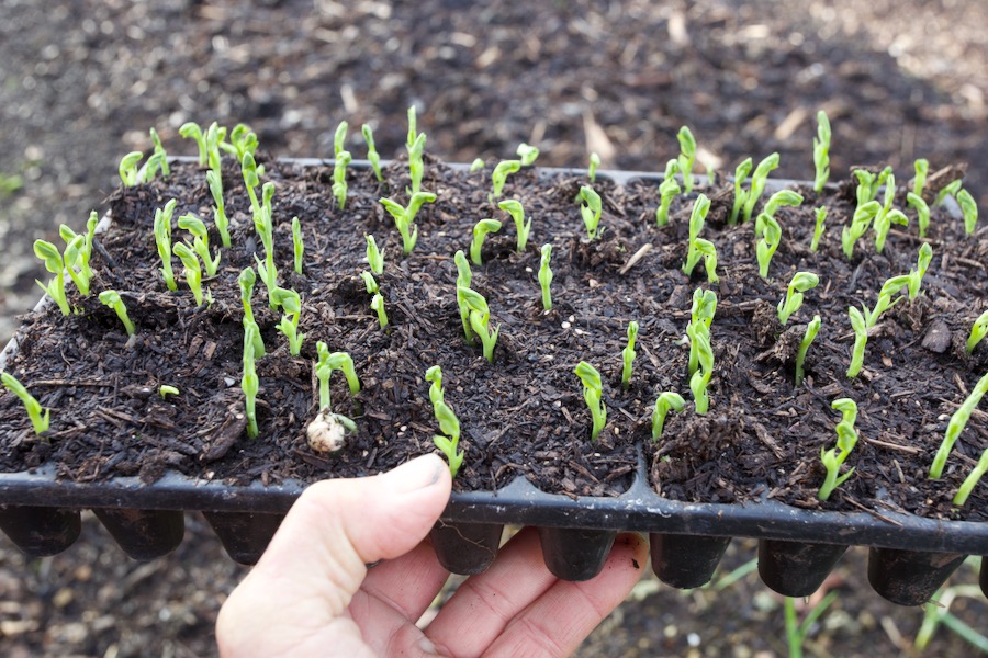 The small cells of my trays are large enough to grow peas, to transplant at 2-3 weeks after sowing, depending on propagation warmth
