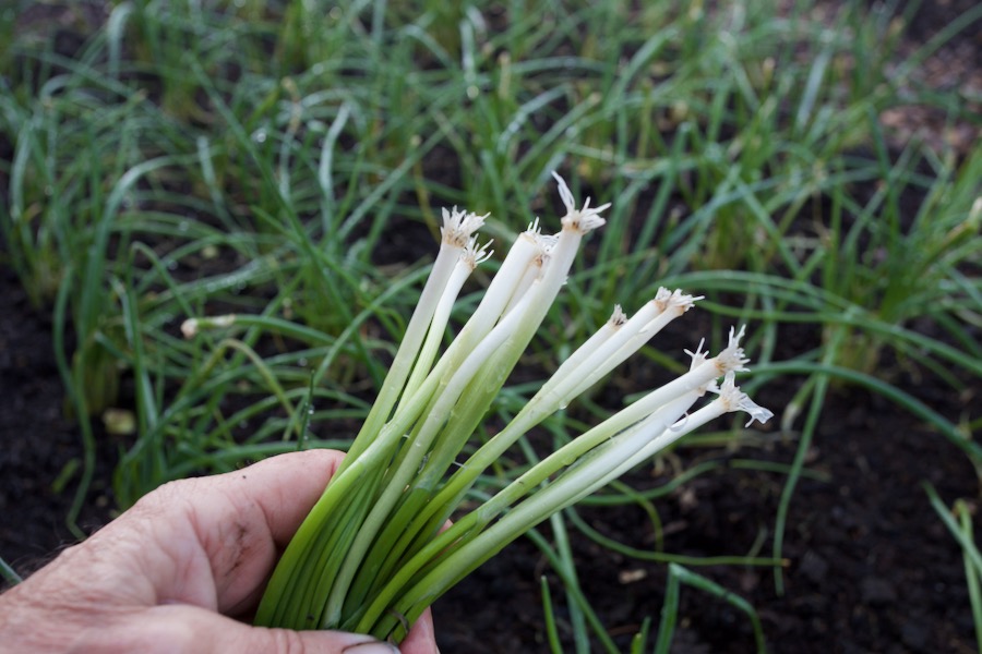 One clump of multisown White Lisbon 'spring onion', just over five months since sown