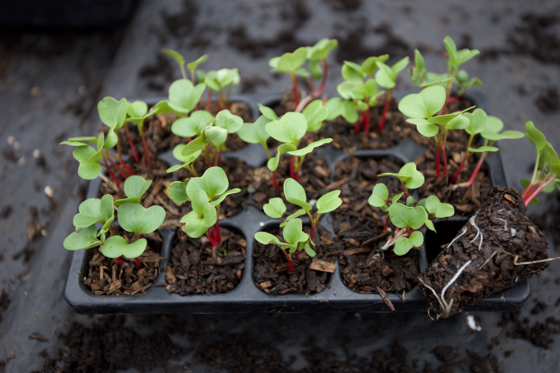 Radish Rudi in starting in 7 month old ash woodchip! We transplanted them at this stage. I'' amazed how the leaves are green not yellow.