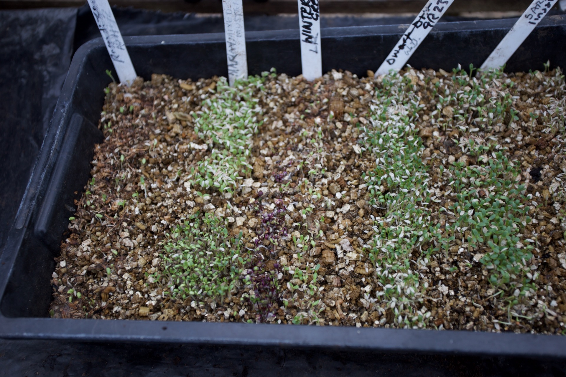Lettuce sown in 100% vermiculite, for pricking out at this stage. The tiny roots of lettuce are otherwise prone to asphyxiation in dense compost, at this dark time of year when early growth is slow.