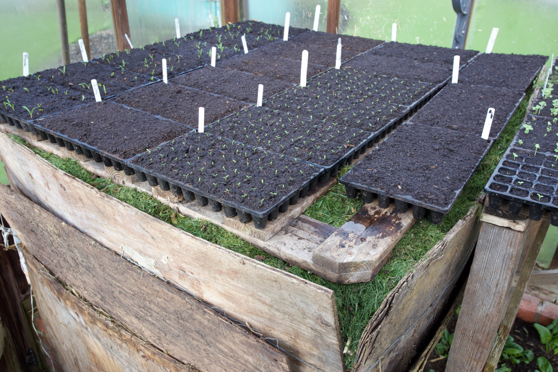 My hotbed of 1.2 m²/4 ft.² is filled with horse manure less than one week old at the time of filling. We fill it like this. There's about a tonne-weight in there and it includes bedding of straw, and some hay.