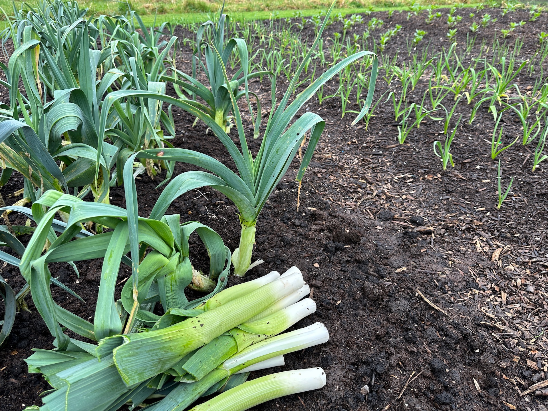Leek harvest 20th February from plants damaged in autumn by leaf miners. They have recovered well and grown a lot in February, thanks to mild conditions.