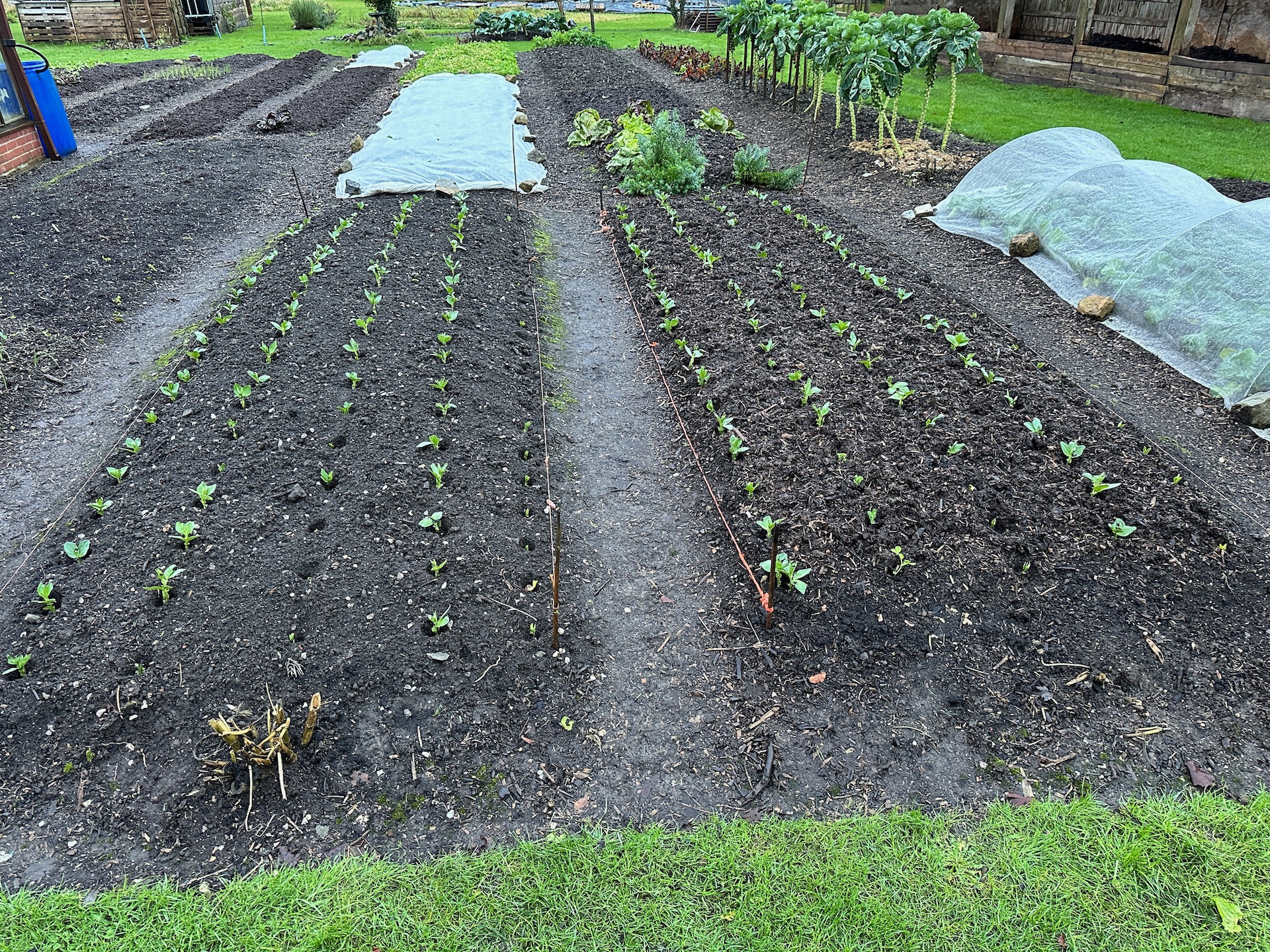 To give an idea of transplant sizes, this is broad beans and peas. It was 9th December so they are close spaced, as a cover crop or green manure.