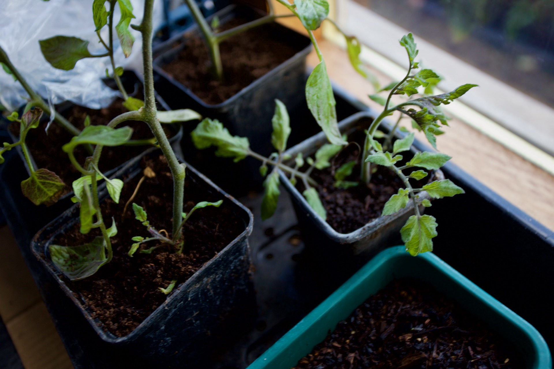 Rosada plants have mostly been in my greenhouse, except for frosty nights when I move them inside. The small plant in front was the top of a tall one which I pinched off and popped in another pot of compost. Tomatoes are amazingly straightforward to propagate!