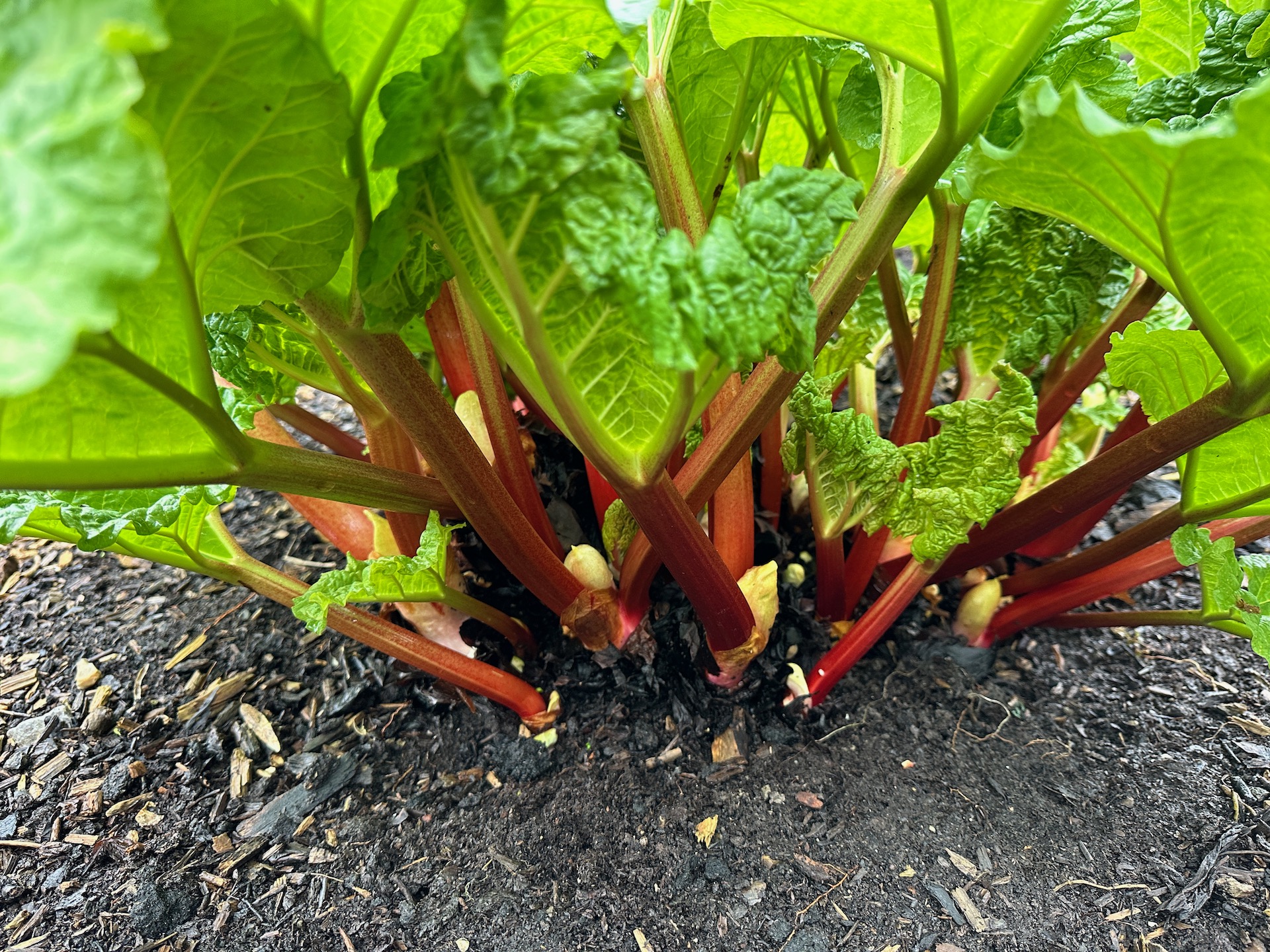 The variety is Timperley Early, living up to its name, 20th February in Charles Dowding's no dig garden, Somerset UK