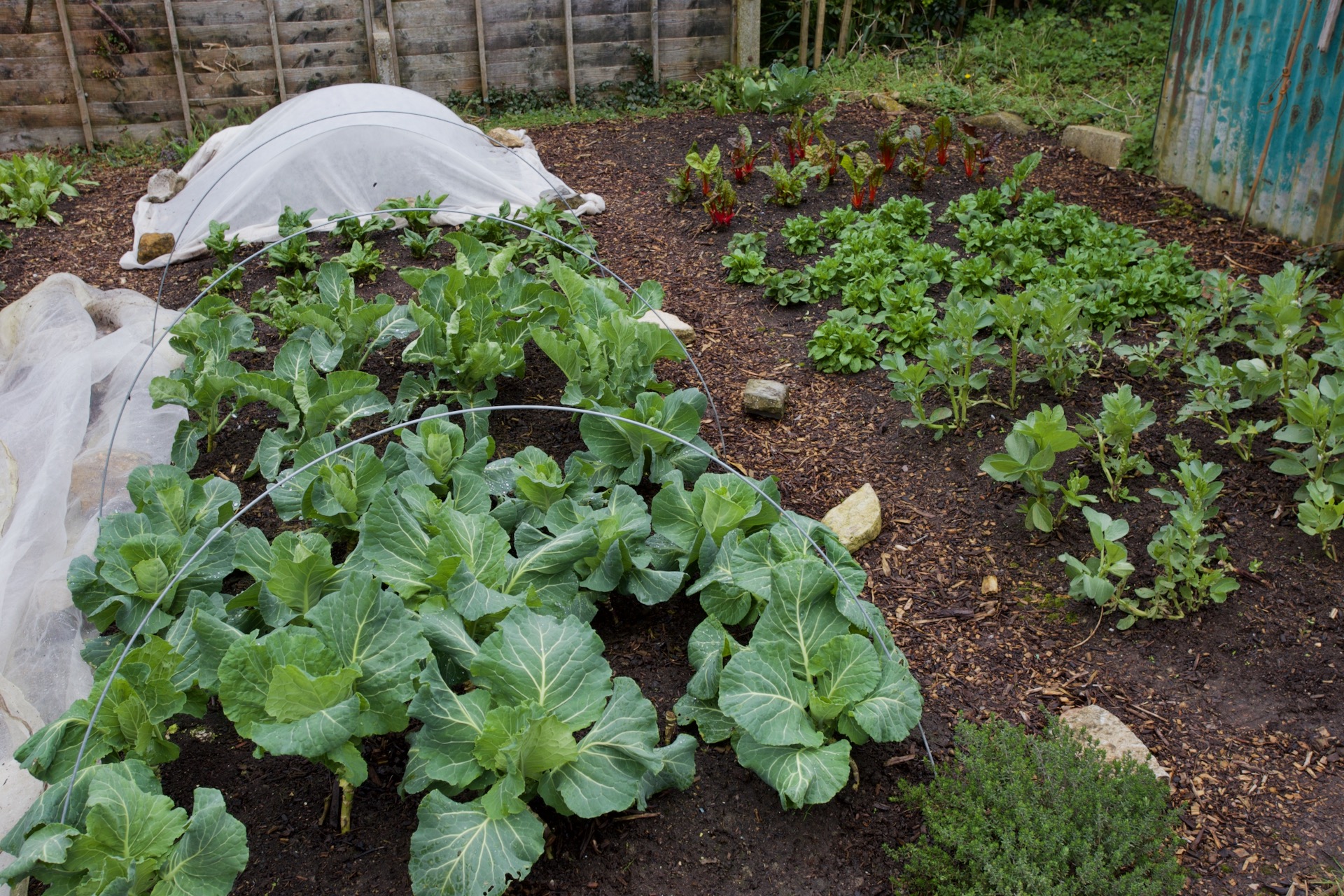 No dig small garden 16th March, cabbage and cauiflower on left front, 6.5 months since sown