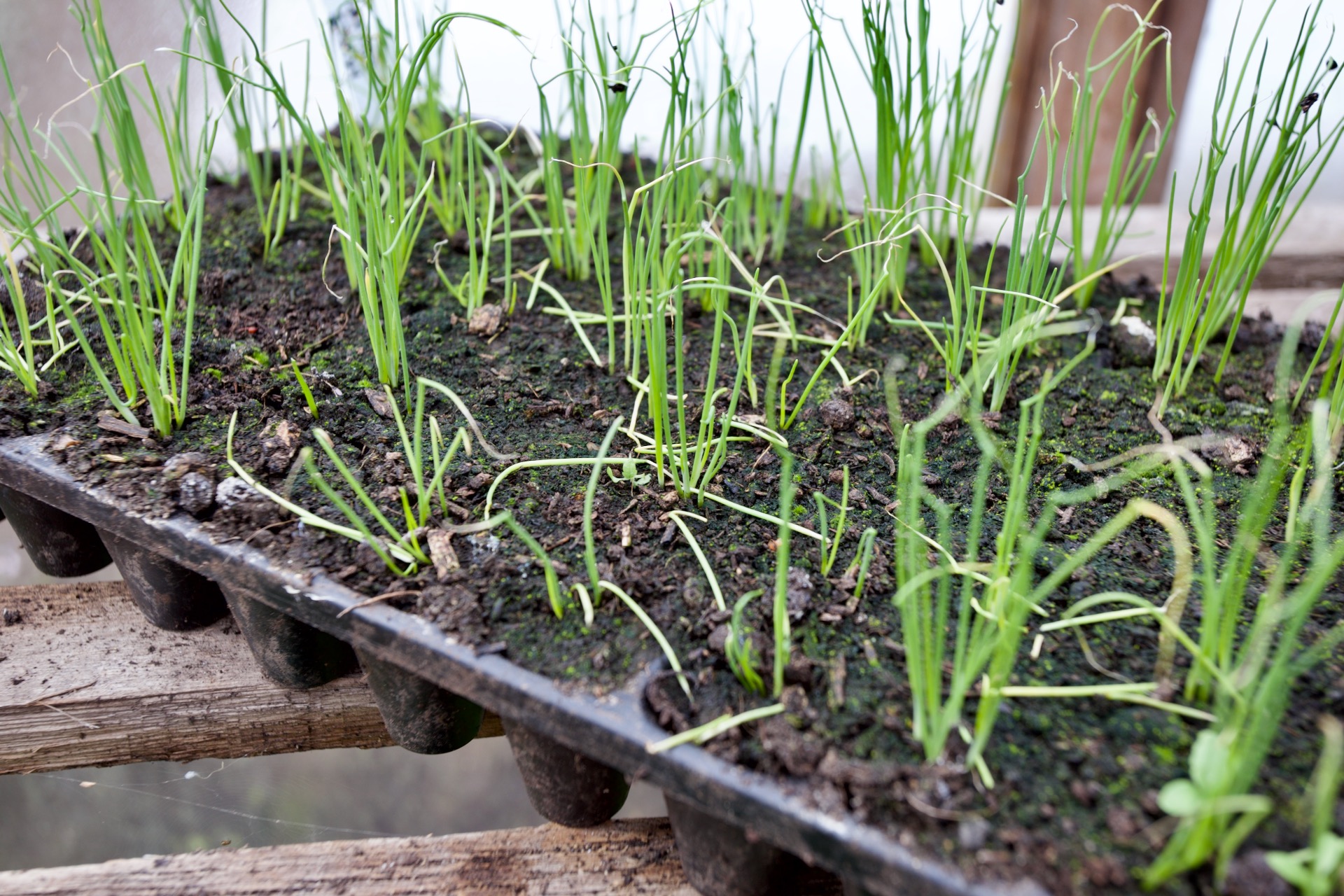 Spring onions damping off after initial 90% germination, old seed and dense compost, propagation issues