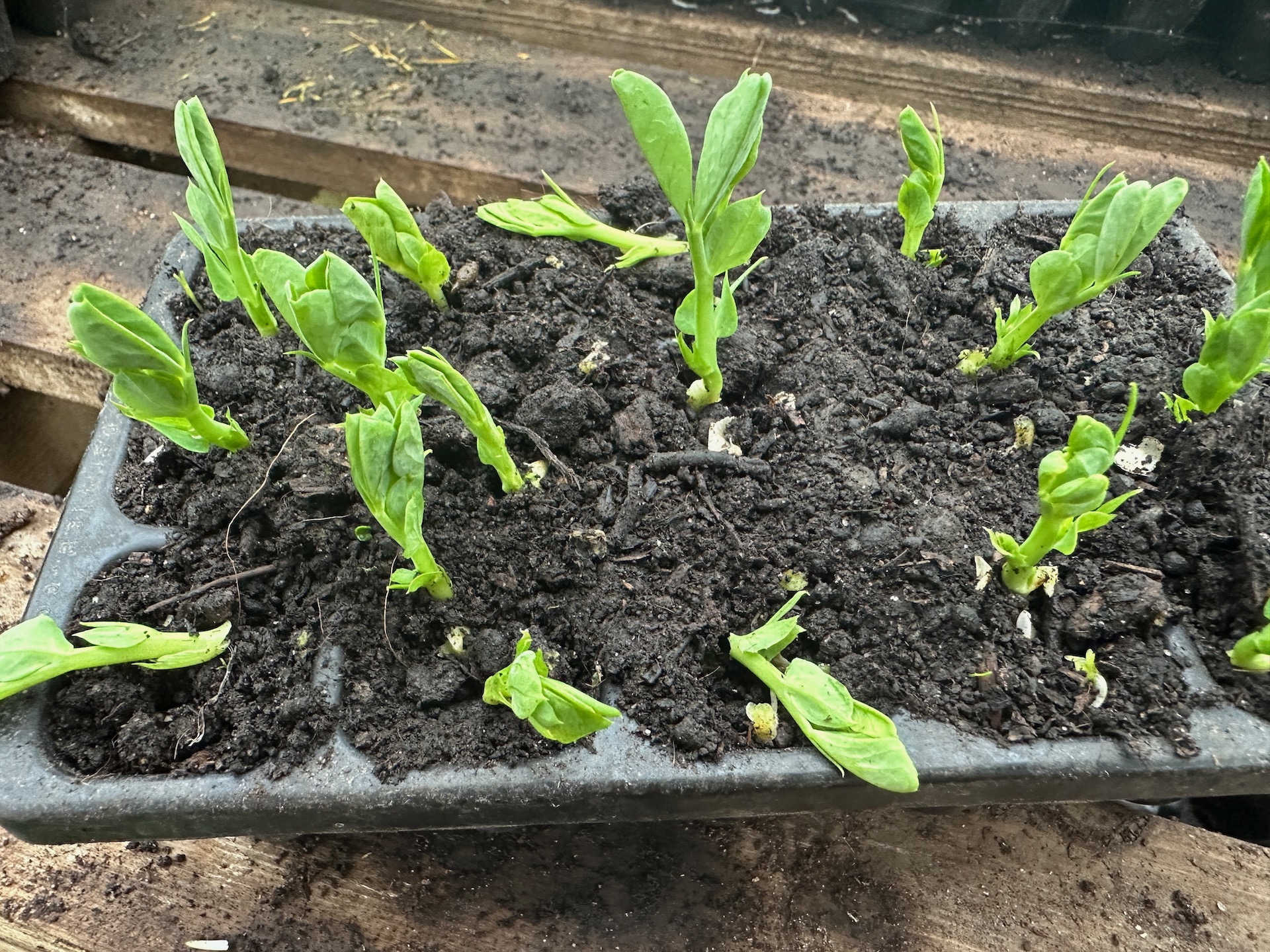 Mouse damage to pea seedlings, stem eaten so the mouse can eat the seed. So we set a mousetrap before the next night, and caught it
