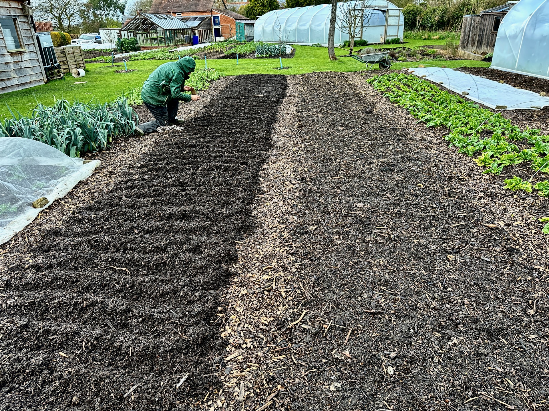 Another wet day, and Adam is managing to sow carrots into drills in compost made with a hoe.. The combination of no dig and hand work means we lose no time to weather, and do not get muddy boots.